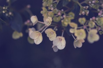 Fototapeta na wymiar Viele feine Blüten Hortensie