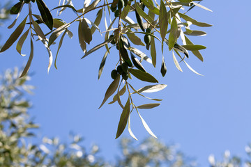 Branch of green olive tree