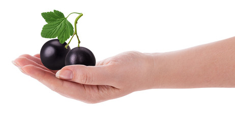 Two ripe blackcurrant with leaf in hand