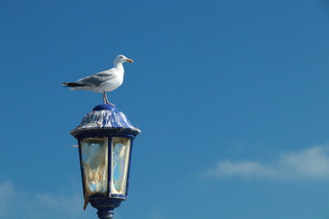 Fototapeta na wymiar Seagull on old lamp