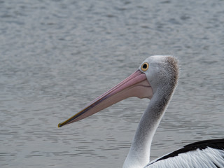 Australian Pelican Bird