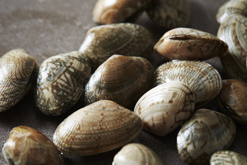 shellfish 