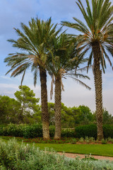 Summer view of Rotshild Park, Israel