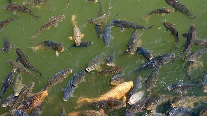 Koi, Goldfisch, Karpfen