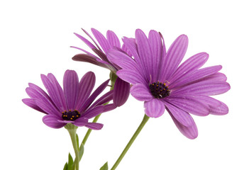beautiful osteospermum or african daisy flower isolated on white