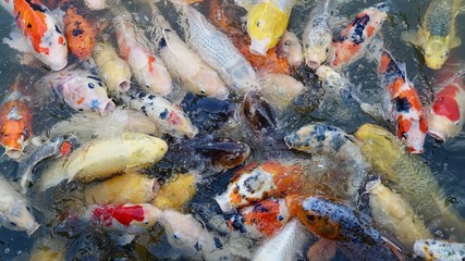 Koi, Goldfisch, Karpfen