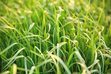 Fototapeta premium Lush green grass on spring day