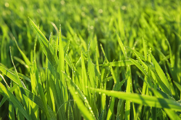 Young green wheat with dew drops on spring day, closeup