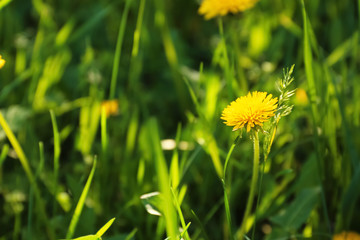 Beautiful dandelion on spring day