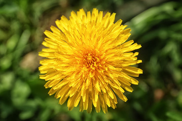 Beautiful dandelion on spring day, closeup