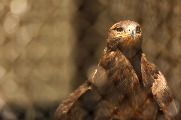 Eagle in zoological garden