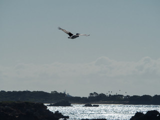 Fototapeta na wymiar Australian Pelican Bird