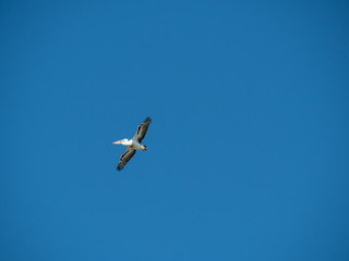 Australian Pelican Bird