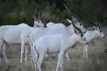 close up portrait of a herd of addax