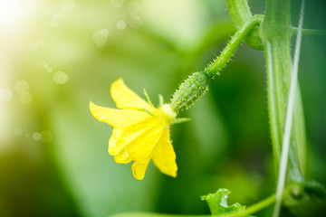 small cucumber ovary on a summer sunny day