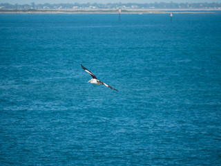 Australian Pelican Bird