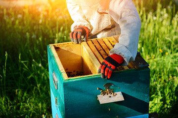 Two beekeepers work on an apiary. Summer