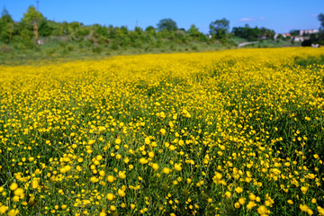 Summer landscape with textured sky and grazing herd of cows on the field, overgrown with yellow flowers. Background.