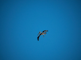 Australian Pelican Bird