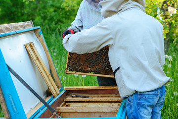 Two beekeepers work on an apiary. Summer