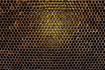 Background texture and pattern of a section of wax honeycomb from a bee hive filled with golden honey in a full frame view