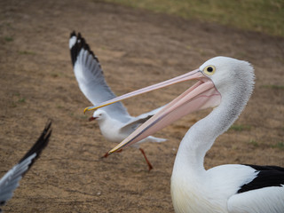 Australian Pelican Bird