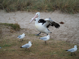 Australian Pelican Bird