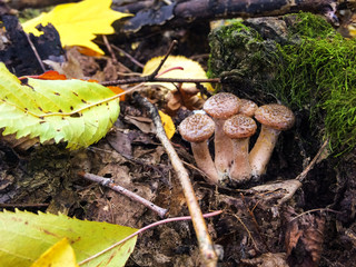 The search for mushrooms in the woods. Honey Agaric mushrooms grow on a tree in autumn forest. Group of wild mushrooms Armillaria. Close up of eatable mushrooms.