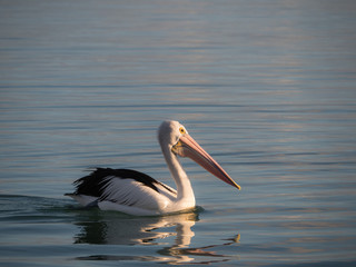 Australian Pelican Bird