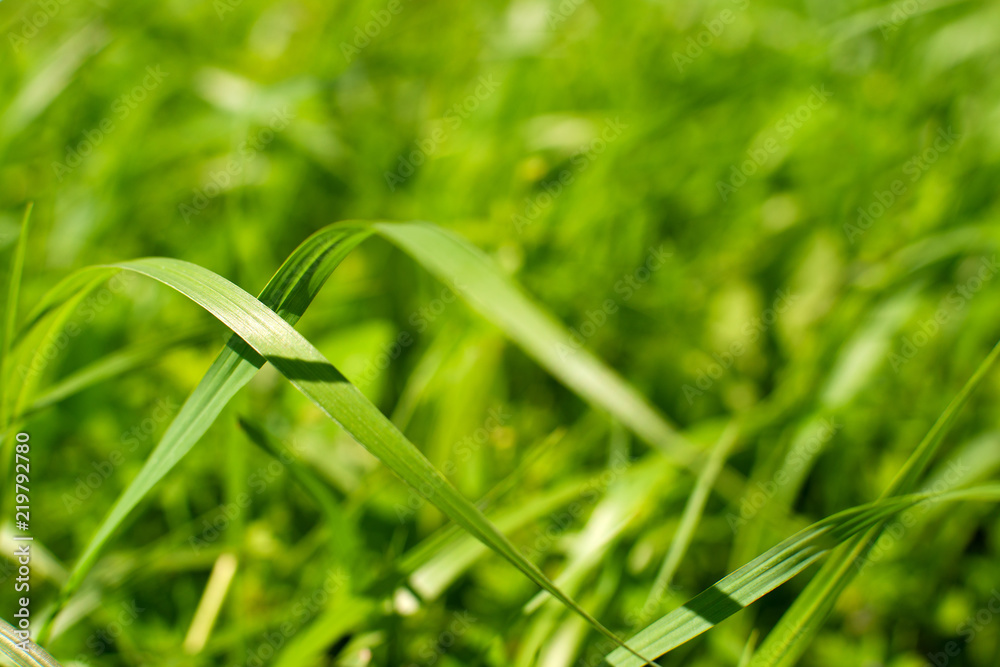 Wall mural summer background in the form of a green grass. macro. meadow from the juicy green grass in the spri
