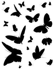 black butterfly, isolated on a white