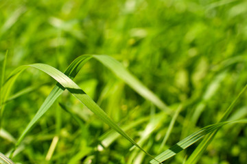 Summer background in the form of a green grass. Macro. Meadow from the juicy green grass in the spring and summer season.