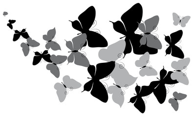 black butterfly, isolated on a white
