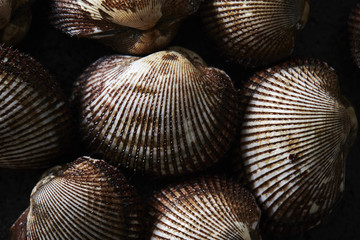 Cockles