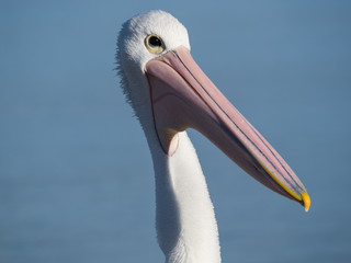 Australian Pelican Bird