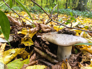 Mushrooms in an autumn forest in a sunny day