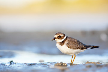 Common ringed plover