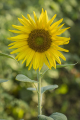 Sunflower in detail in nature.