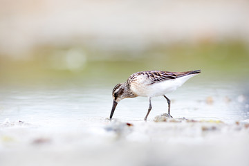 Broad-billed sandpiper