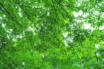 Obraz premium 新緑 エコイメージ