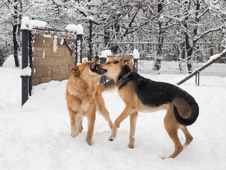 Big scary dogs are playing