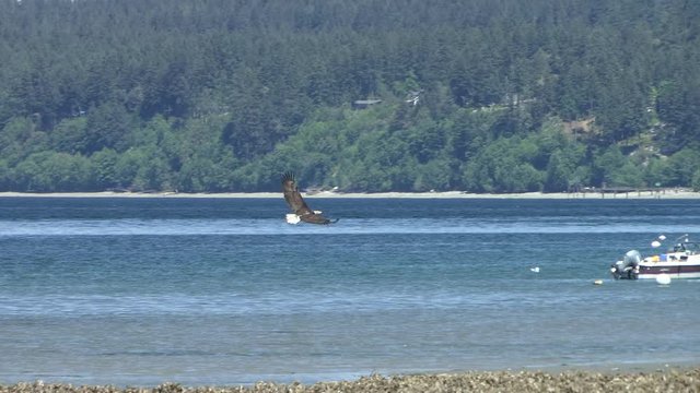 Adult Bald Eagle (Haliaeetus leucocephalus) dives toward water to grab a fish then flies off with it.