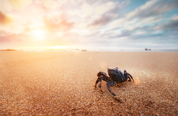 Funny Crab Arthropod looks on sunrise in the early morning time