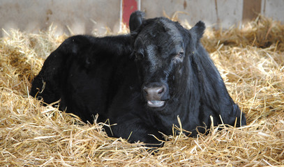 A black cow taking an afternoon rest