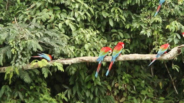 Red-and-green Macaws (Ara chloropterus) on branch fighting in Manu National Park, Peru, typical bird behavior, parrots gathering near clay lick, beautiful and big parrots in amazon rain forest