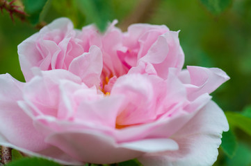 Fototapeta na wymiar fleur rose seule en couleur de couleur violette sur fonds vert et gris dans un jardin en gros plan