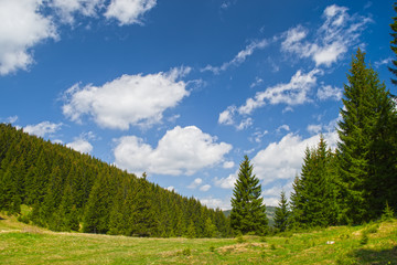 Evergreen forest in the summer