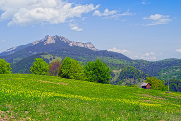 Obraz premium Spring mountain forest and hill