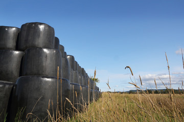 Animal feed rolls after harvest