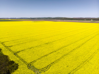 Aerial view of rape crop field